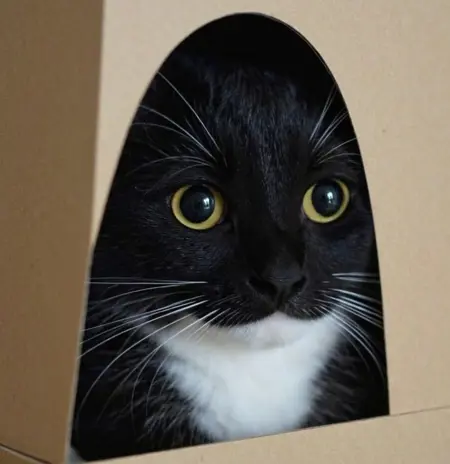 mr_Jack's Avatar