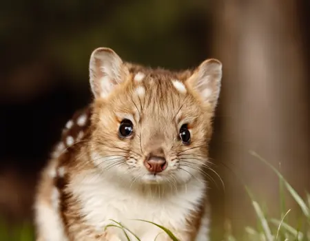 Quoll (Dasyurus) SD XL