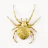 mywebspider1975's Avatar