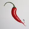 chilipepper