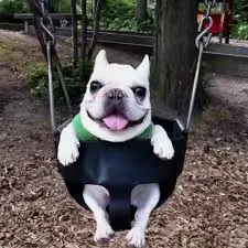 maybelaterdancer's Avatar