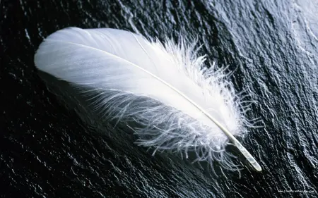 WhiteFeather07's Avatar