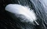WhiteFeather07's Avatar
