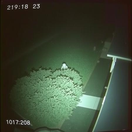 a frame from a night security camera captures an alien lost in the night hidden, hiding, among the bushes in the backyard of a house watching the street, the camera is positioned on a roof so the view is from above, night vision, poor quality cctv, in the image you can see the date and time, film grain