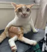 BabyCats's Avatar