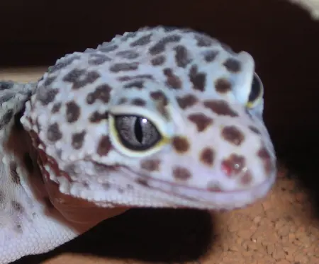 Doldi384's Avatar