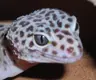 Doldi384's Avatar