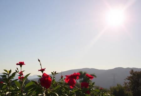 A RED ROSSIN LITING IN SUN COLORS