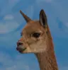 WanoWano's Avatar