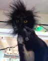 werewolfducky's Avatar