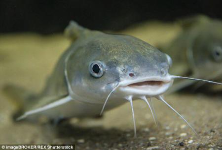 Fishyfish's Avatar