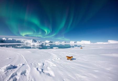 A breathtaking shot on the polar glacier: Panoramic view of the azure icebergs reflecting the vibrant aurora borealis, casting an ethereal glow across the vast snowy expanse. In the distance, wispy trails of green and purple lights dance in the night sky, as a few Arctic foxes stroll leisurely, their fur blending seamlessly with the icy landscape.