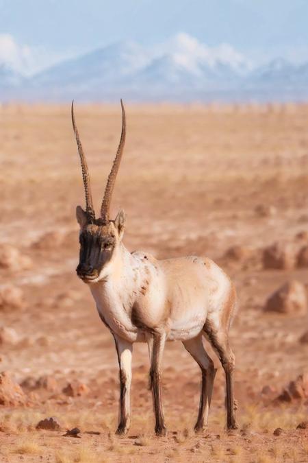 masterpiece, photorealistic, best quality, 8k,
no humans, tibet antelope, realistic, horns, solo, day, animal, outdoors, sky, field, full body, desert, grass, bokeh<lora:tibet_antelope_v1-000015:0.8>