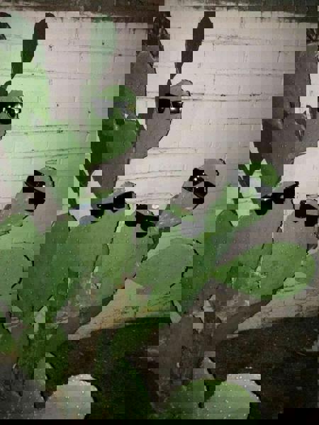 Chronically_Obsessed's Avatar