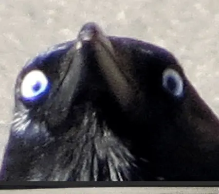 CROWSN's Avatar