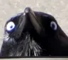 CROWSN's Avatar