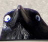 CROWSN
