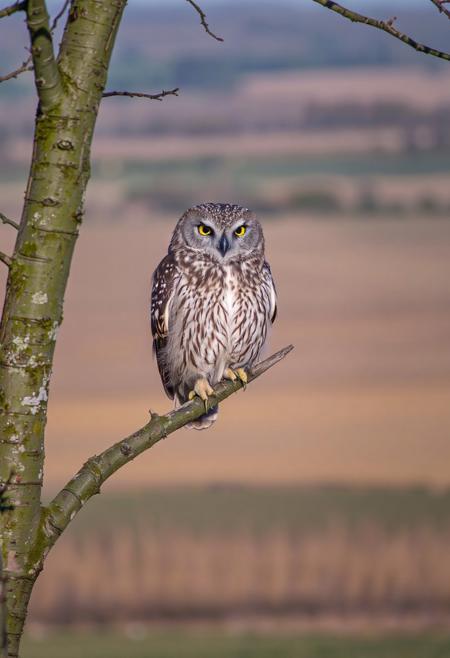 owl, looking bored, on a branch, daylight, high in a tree, plain fields in the background, rural ireland,