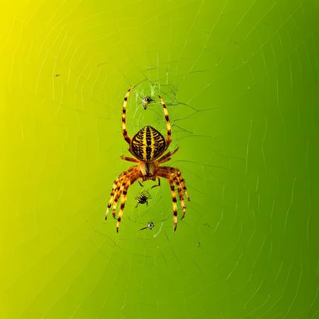 Spiders SDXLv1.0
