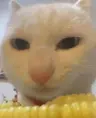 SpinoBoi1223's Avatar