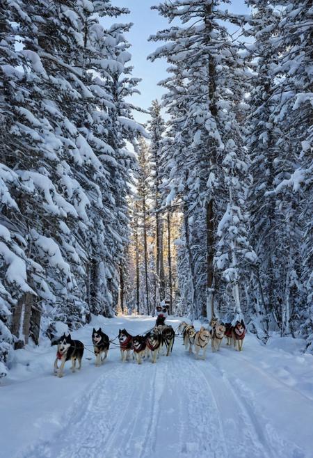 Dog Sledding: The traditional mode of transportation in snowy regions.