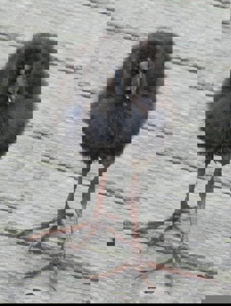 Maxzor's Avatar