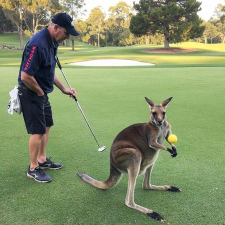 During an important charity golf tournament in Sydney, a kangaroo hops the 18th hole and steals the ball—then acts as the best caddy the player ever had.