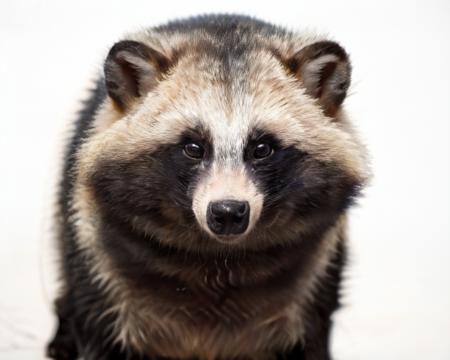 <lora:Raccoon_Dog:0.8>, (raccoon_dog:1.2),white background