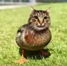 unknownmyst's Avatar