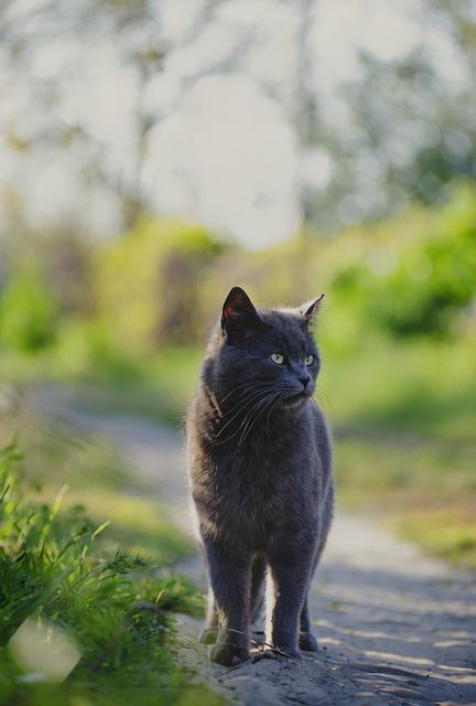 Image to Video by Wan2.2 with video input and multi LoRA v1.1